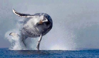  observation des baleines 